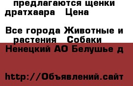 предлагаются щенки дратхаара › Цена ­ 20 000 - Все города Животные и растения » Собаки   . Ненецкий АО,Белушье д.